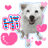 doggie